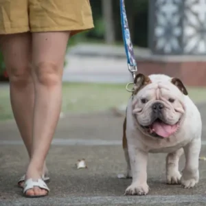 Dog Walking – 30 Min Monthly Packages